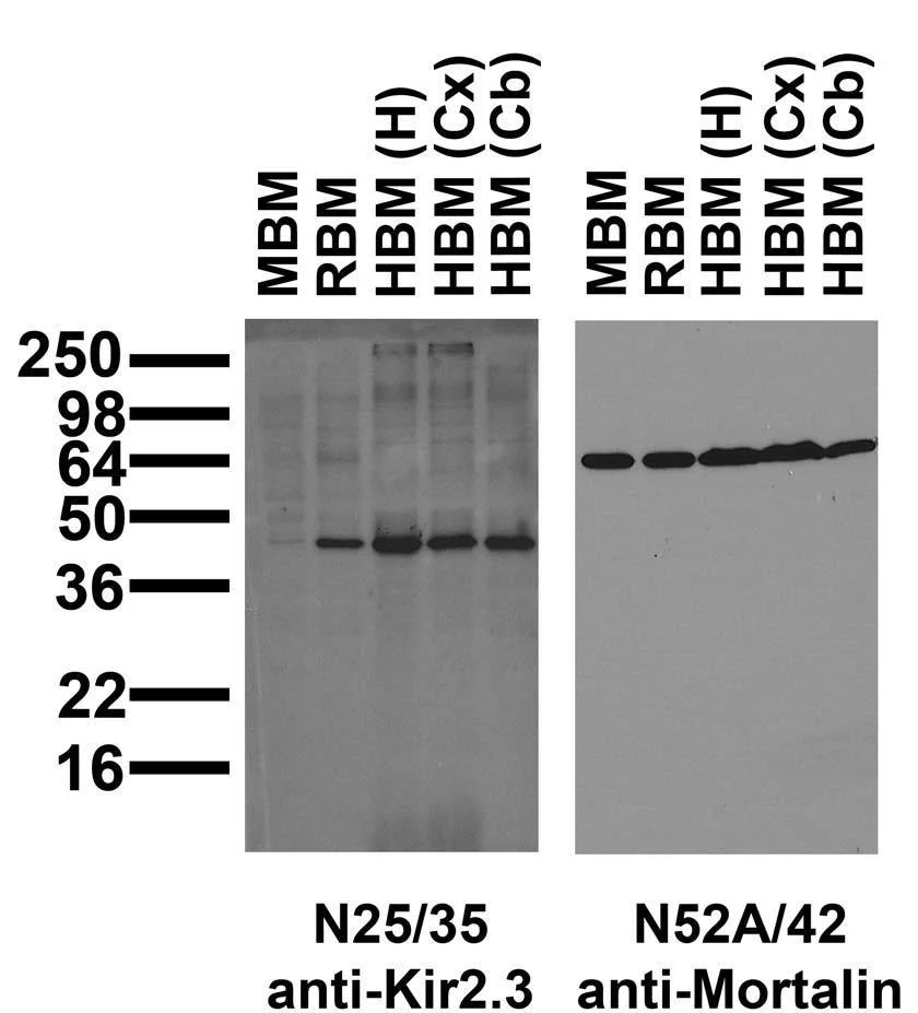 Anti-Kir2.3 K+ Channel Antibody - Image 2