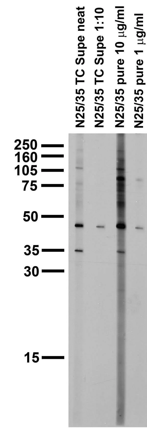 Anti-Kir2.3 K+ Channel Antibody - Image 3