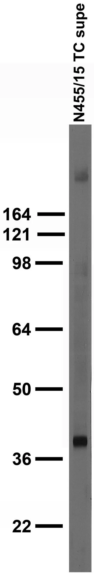Anti-Kir3.3 Antibody - Image 3