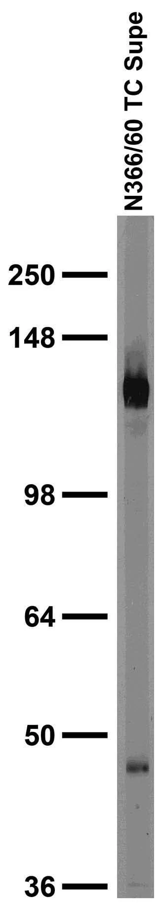 Anti-Kir6.1 Potassium Channel Antibody - Image 2