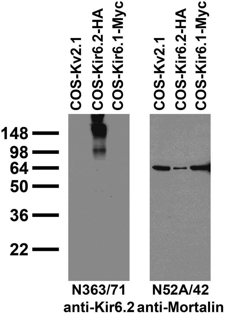 Anti-Kir6.2 Potassium Channel Antibody