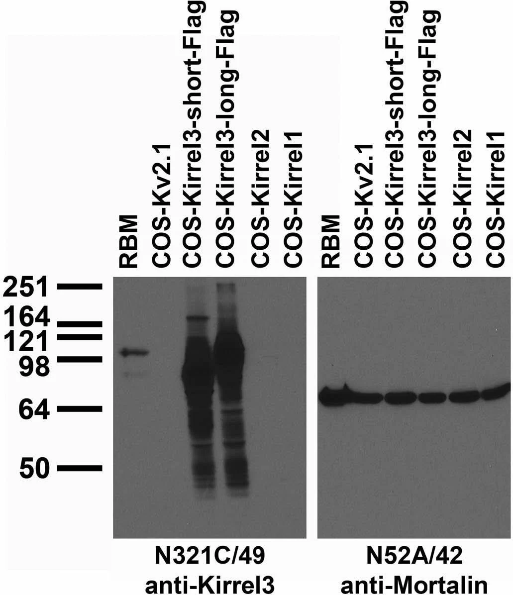 Anti-Kirrel3 Short And Long Antibody