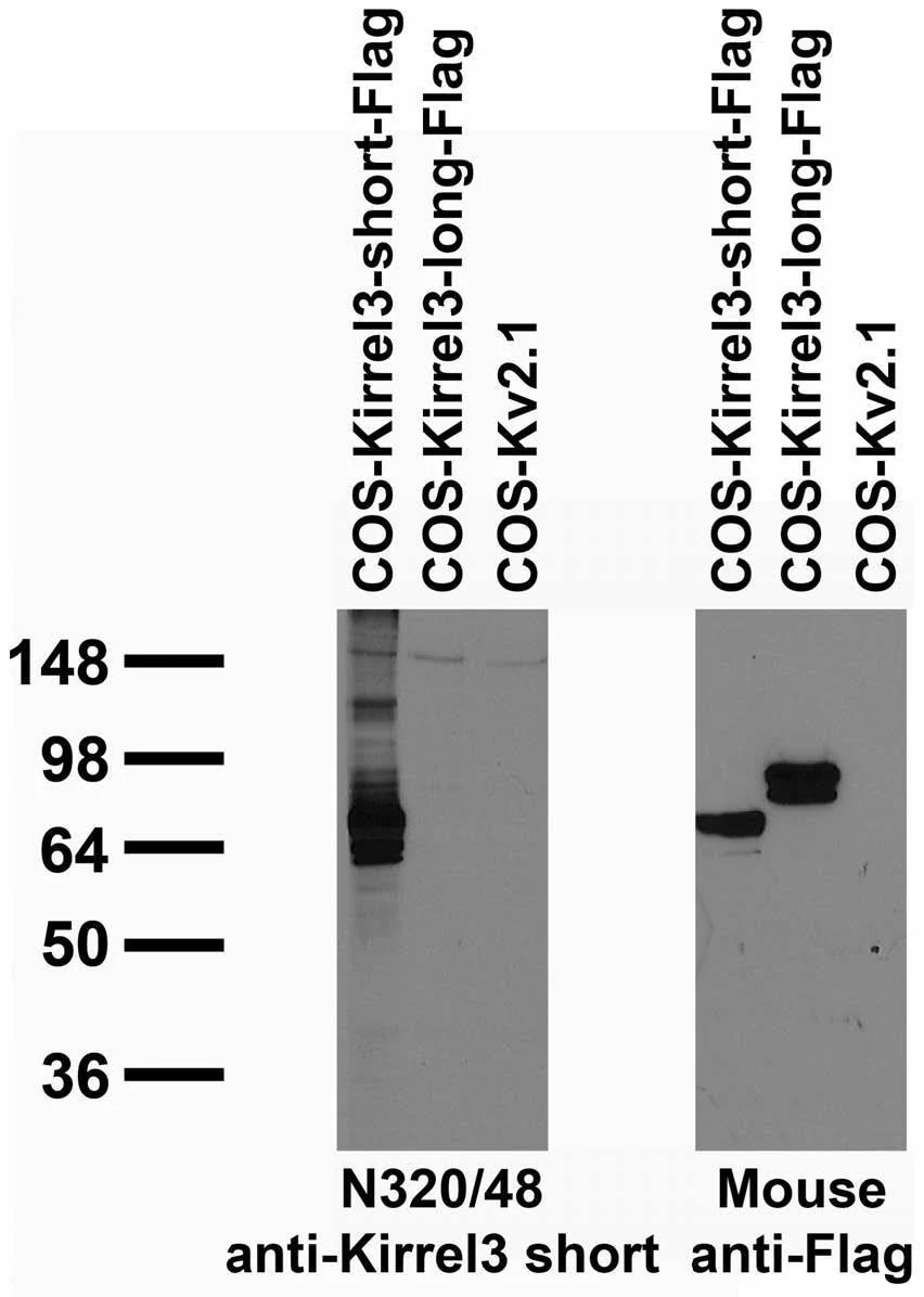 Anti-Kirrel3 Short Isoform 3 Antibody - Image 2