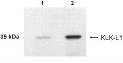 Anti-KLK-L1 (KLK4) Antibody