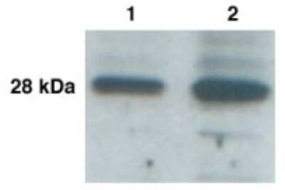 Anti-KLK-L3 (KLK9) Antibody