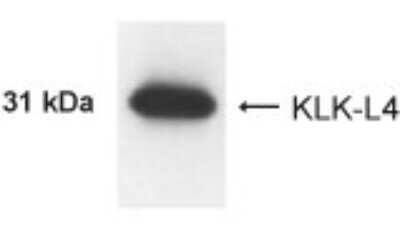 Anti-KLK-L4 (KLK13) Antibody