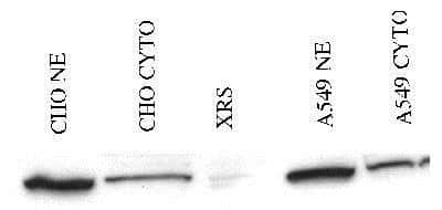 Anti-Ku80 Antibody