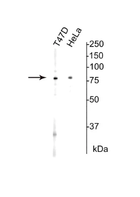 Anti-Ku80 Antibody - Image 2