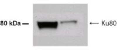Anti-Ku80 Antibody - Image 2