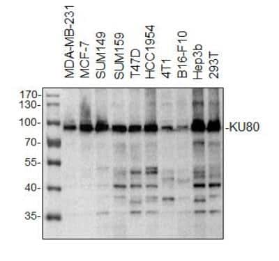 Anti-Ku80 Antibody - Image 3