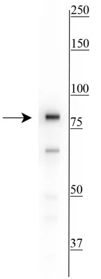 Anti-Ku80 Antibody - Image 4