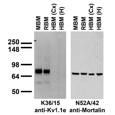 Anti-Kv1.1 K+ Channel (External) Antibody