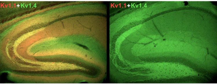 Anti-Kv1.1 K+ Channel (External) Antibody - Image 2