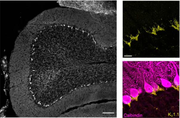 Anti-Kv1.1 K+ Channel (External) Antibody - Image 5