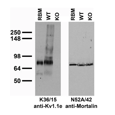 Anti-Kv1.1 K+ Channel (External) Antibody - Image 6