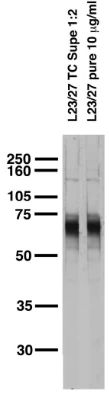 Anti-Kv1.3 K+ Channel Antibody - Image 2