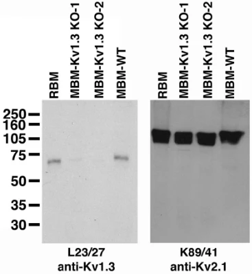 Anti-Kv1.3 K+ Channel Antibody - Image 3