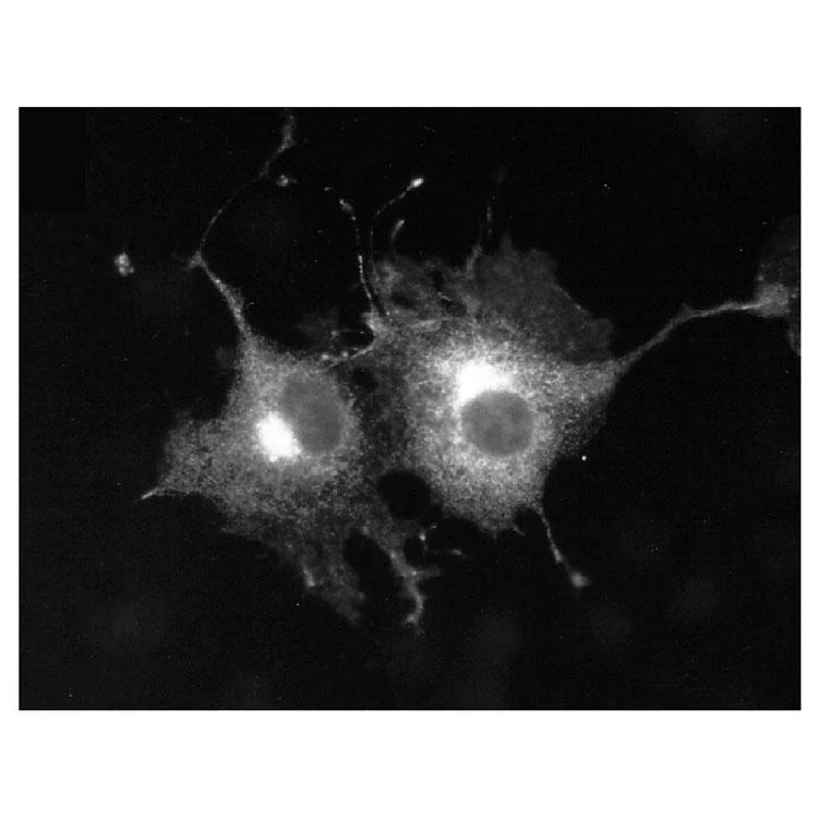 Anti-Kv1.5 K+ Channel Antibody - Image 2