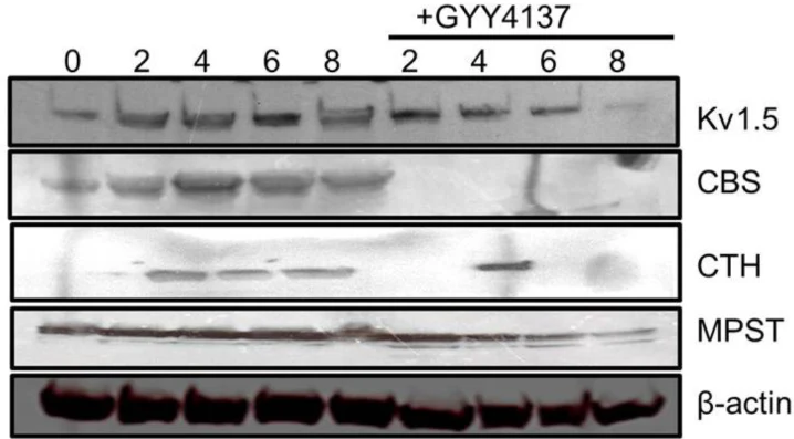 Anti-Kv1.5 K+ Channel Antibody - Image 3