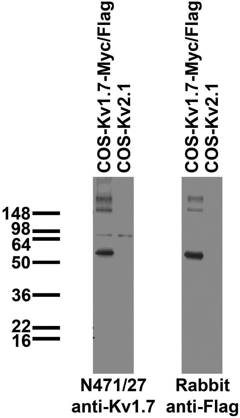 Anti-Kv1.7 Antibody