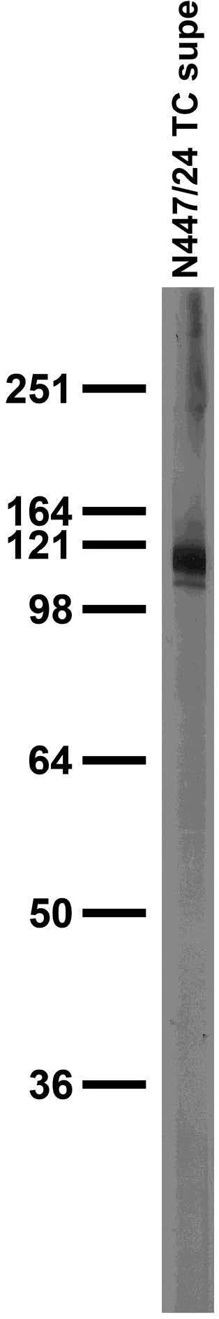 Anti-Kv11.3 Potassium Channel Antibody