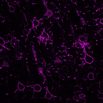 Anti-Kv2.1 K+ Channel Antibody