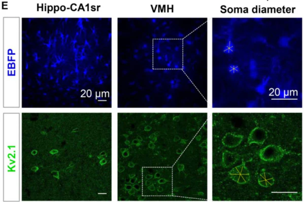 Anti-Kv2.1 K+ Channel Antibody - Image 10
