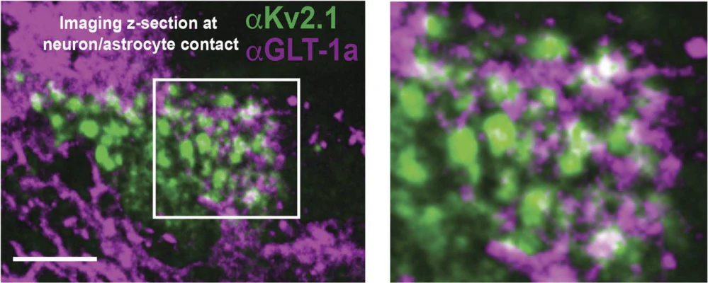 Anti-Kv2.1 K+ Channel Antibody - Image 11