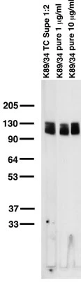Anti-Kv2.1 K+ Channel Antibody - Image 3