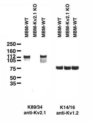 Anti-Kv2.1 K+ Channel Antibody - Image 4