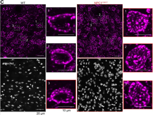 Anti-Kv2.1 K+ Channel Antibody - Image 7