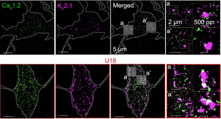 Anti-Kv2.1 K+ Channel Antibody - Image 9