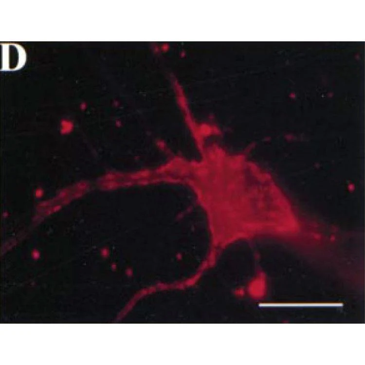 Anti-Kv2.1 K+ Channel (External) Antibody