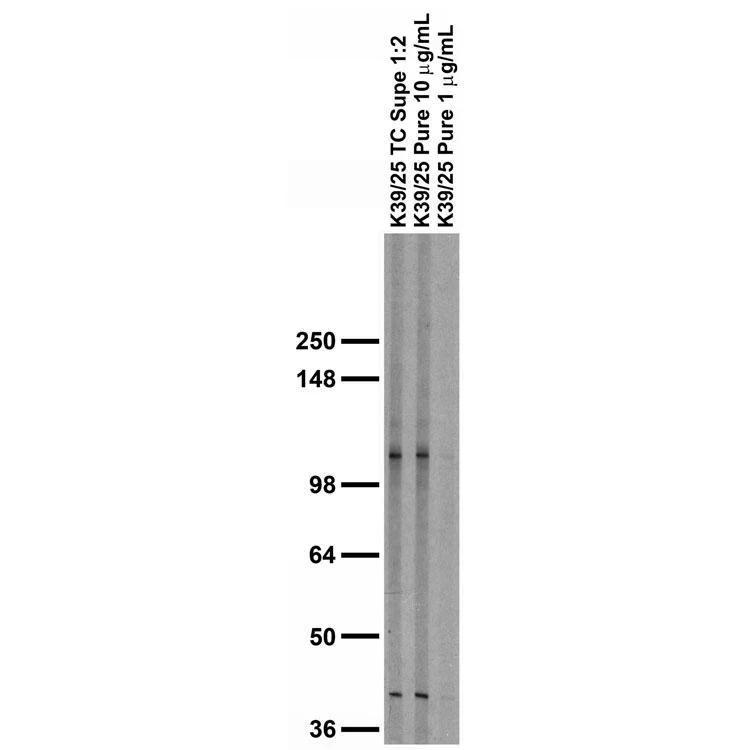 Anti-Kv2.1 K+ Channel (External) Antibody - Image 2