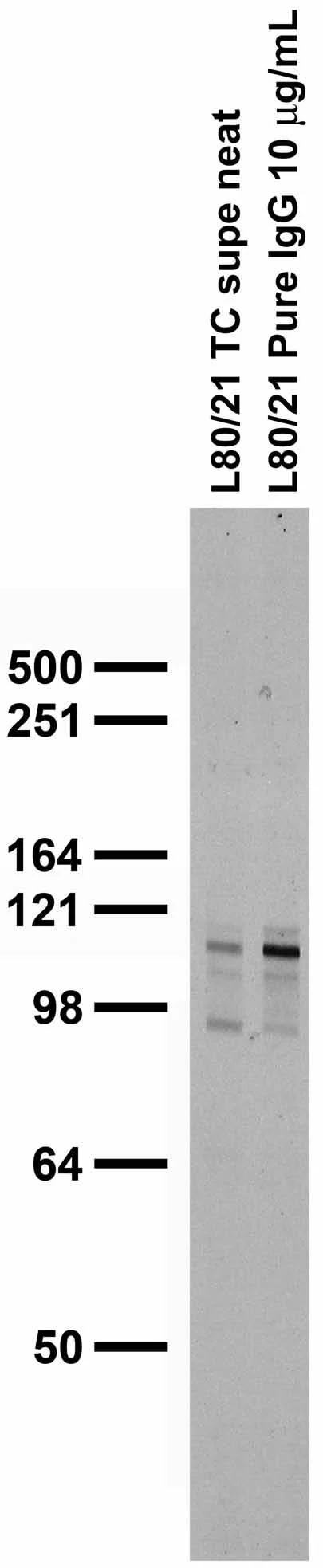 Anti-Kv2.1 Potassium Channel Subunit Antibody - Image 2