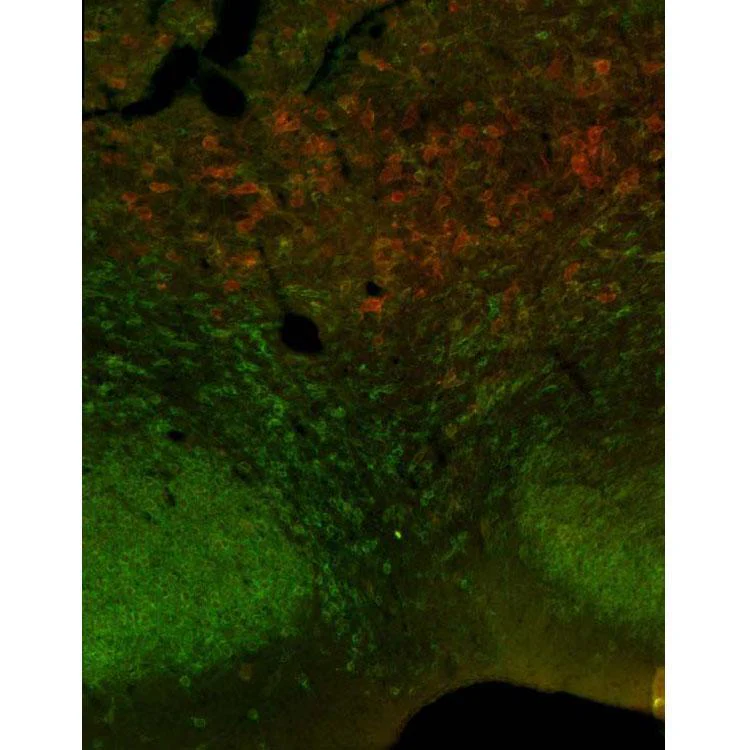 Anti-Kv2.2 K+ Channel Antibody