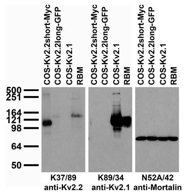 Anti-Kv2.2 K+ Channel Antibody - Image 2