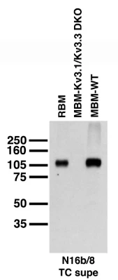 Anti-Kv3.1B K+ Channel Antibody - Image 3