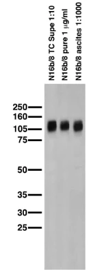 Anti-Kv3.1B K+ Channel Antibody - Image 4