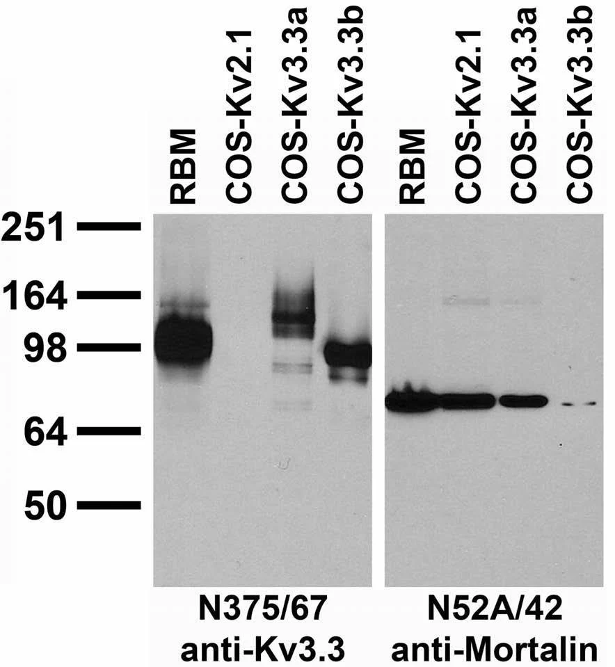 Anti-Kv3.3 Potassium Channel Antibody - Image 3
