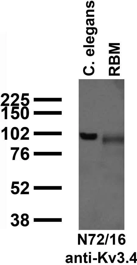 Anti-Kv3.4 K+ Channel Antibody