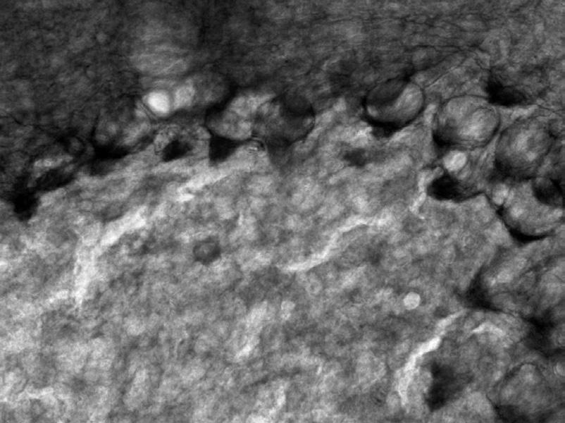 Anti-Kv3.4 K+ Channel Antibody - Image 4