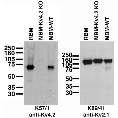 Anti-Kv4.2 K+ Channel Antibody - Image 2