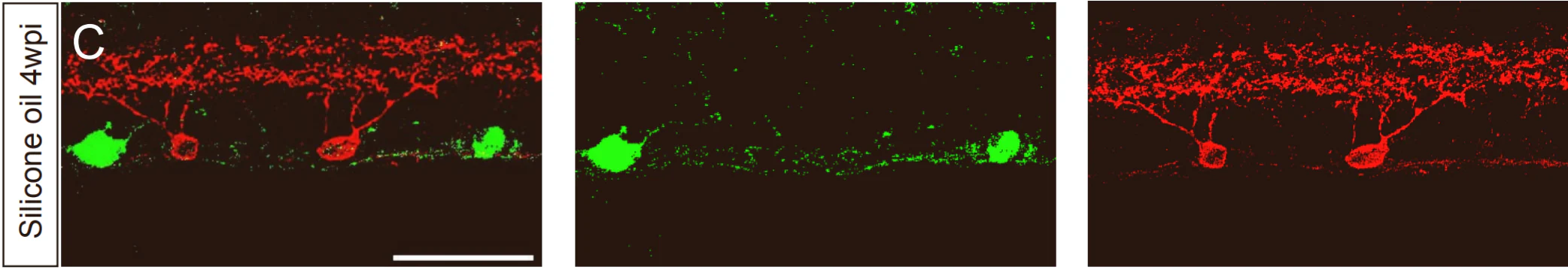 Anti-Kv4.2 Potassium Channel Antibody - Image 4