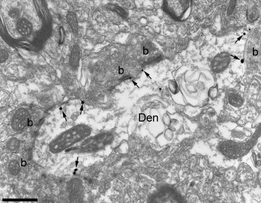 Anti-Kv4.3 K+ Channel Antibody