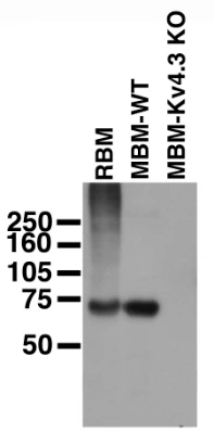 Anti-Kv4.3 K+ Channel Antibody - Image 3