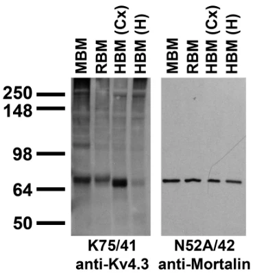 Anti-Kv4.3 K+ Channel Antibody - Image 4
