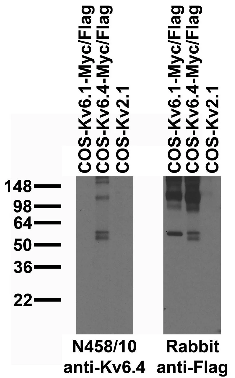 Anti-Kv6.4 Potassium Channel Antibody