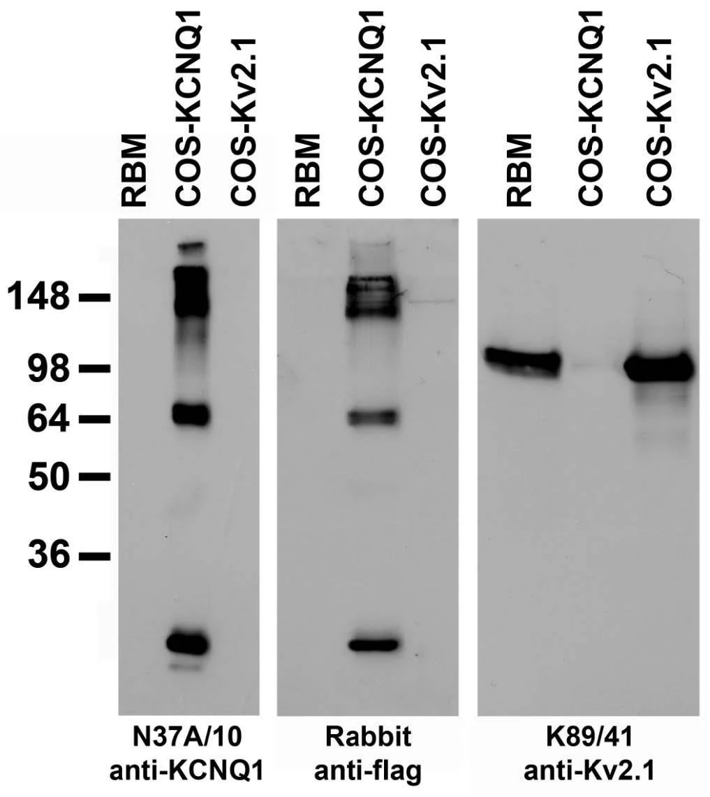 Anti-Kv7.1/KCNQ1 K+ Channel Antibody - Image 2