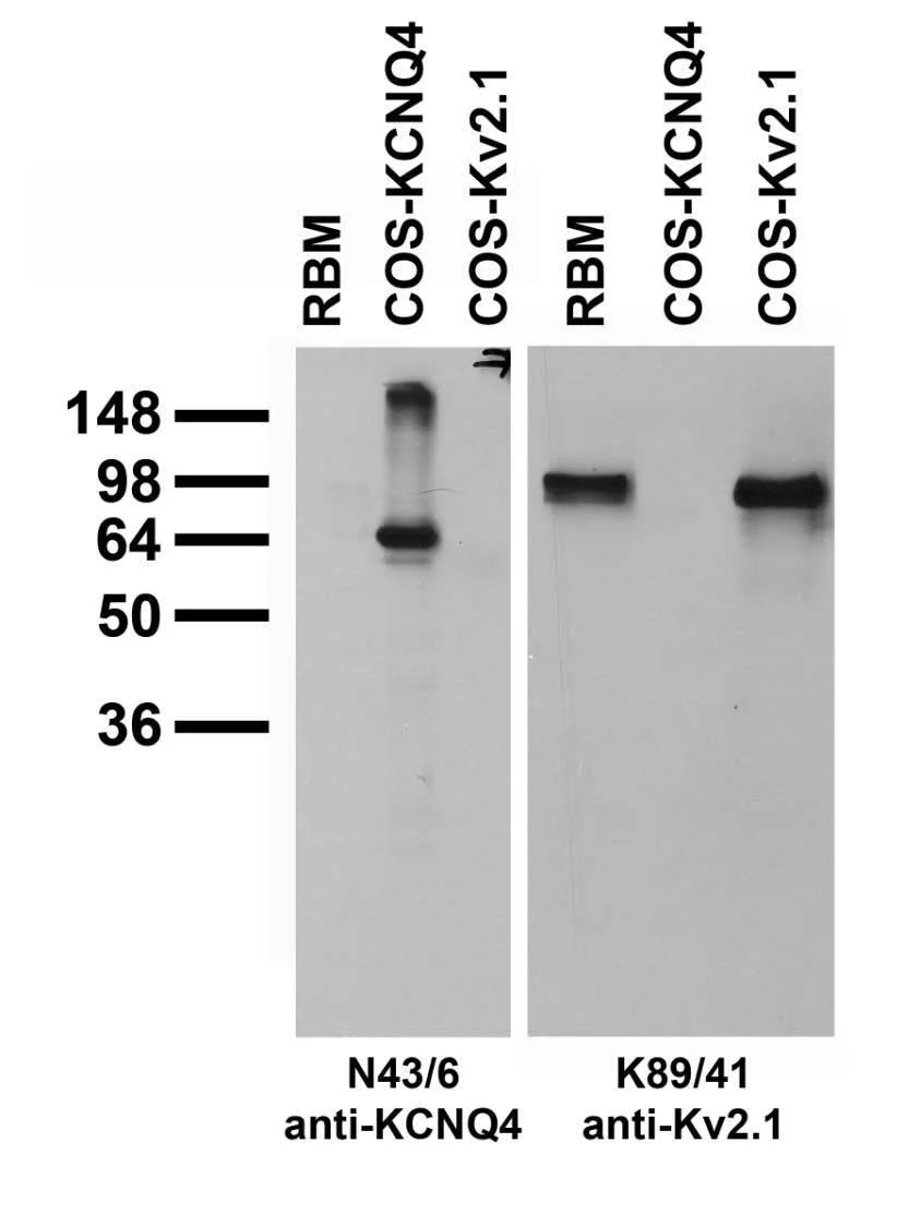 Anti-Kv7.4/KCNQ4 K+ Channel Antibody - Image 2